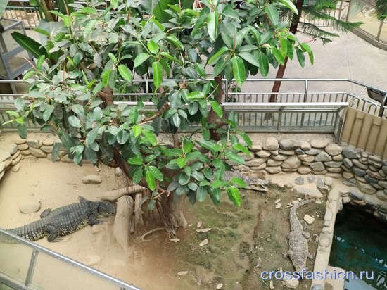 Сеульский зоопарк крокодилы