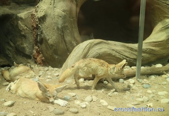 Зоопарк Сеула 2016 ушастые лисички Фенеки