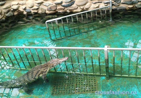 Сеульский зоопарк крокодилы