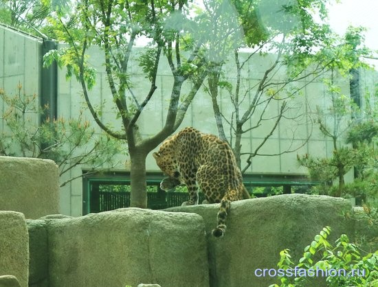 Сеульский зоопарк леопард умывается