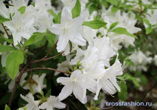 Азалия белая цветы