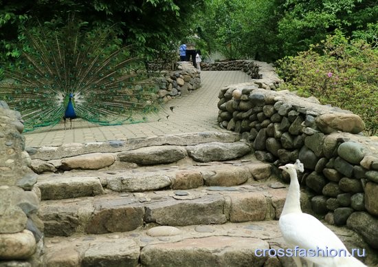 Сеульский зоопарк птичник павлины