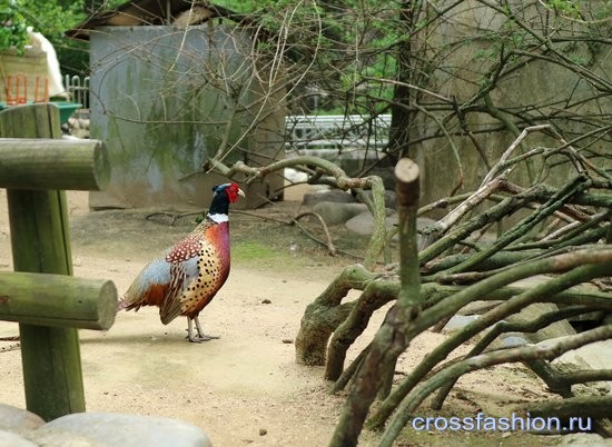 Сеульский зоопарк птичник