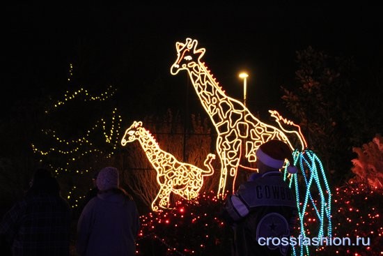 Рождественский праздник огней «River of lights» в Ботаническом саду Альбукерки