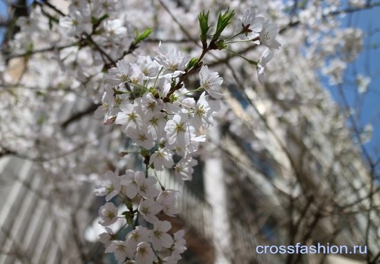 Весна в Сеуле