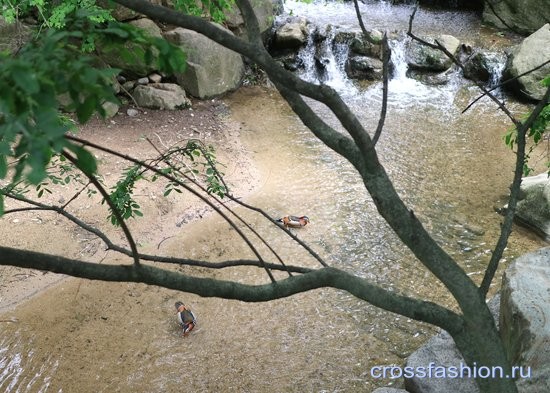 Сеульский зоопарк птичник мандаринки