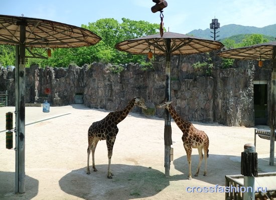 Сеульский зоопарк жирафы