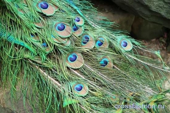 Сеульский зоопарк птичник павлины