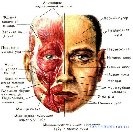 Мнение косметолога об эффективности гимнастики для лица