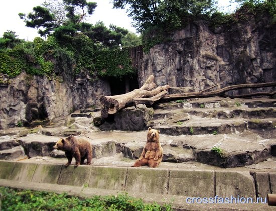 Сеульский зоопарк бурые медведи