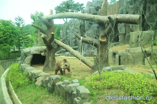 Сеульский зоопарк медведи
