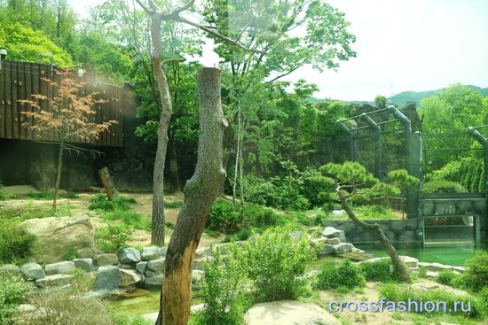 Сеульский зоопарк вольеры тигров