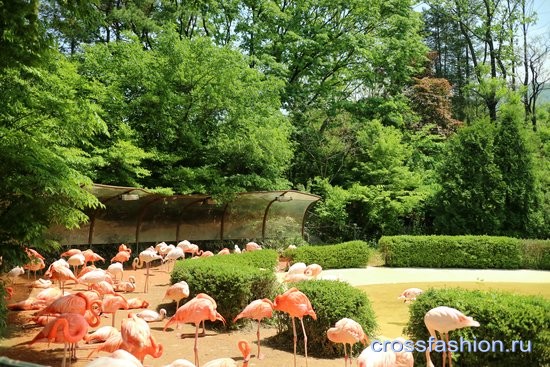 Зоопарк Сеула 2016 фламинго