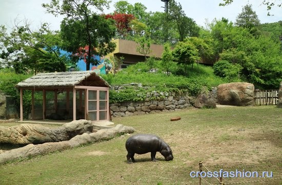Зоопарк Сеула 2016 бегемоты