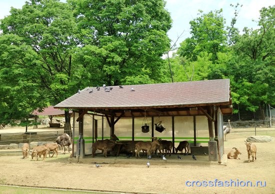 Зоопарк Сеула козлы и страусы