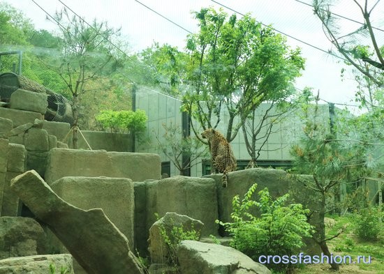 Сеульский зоопарк леопард