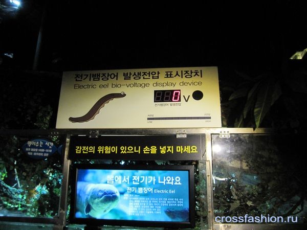 сеульский океанариум в торгово-выставочном комплексе COEX