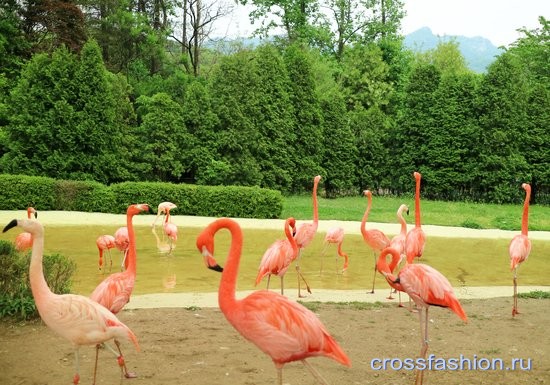 Зоопарк Сеула 2016 фламинго