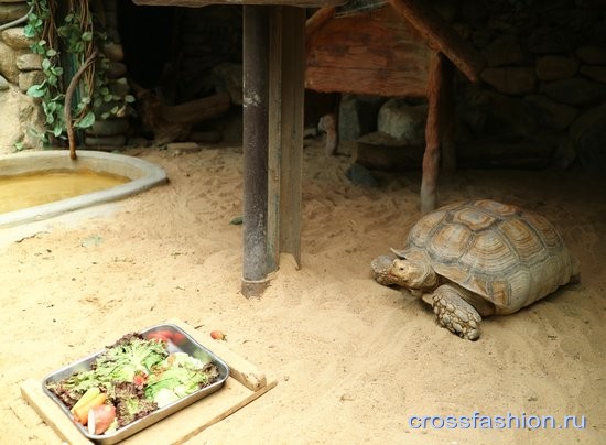 Сеульский зоопарк черепаха