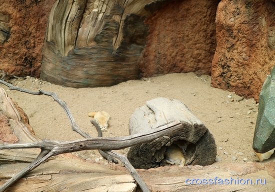 Зоопарк Сеула 2016 лисички Фенеки