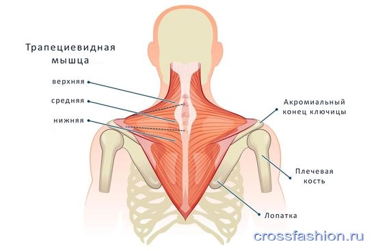 трапециевидные мышцы