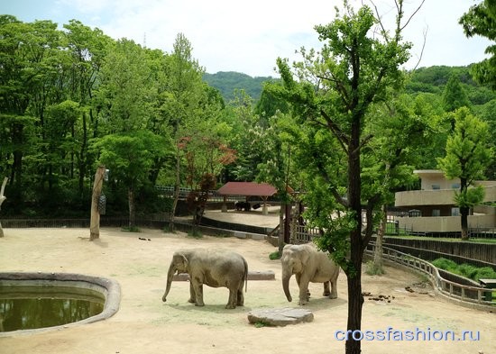Сеульский зоопарк слоны