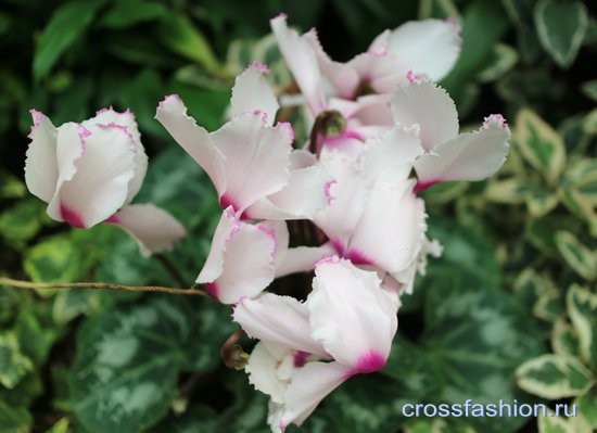Сеульский зоопарк орхидеи