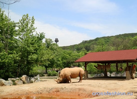 Зоопарк Сеула носороги